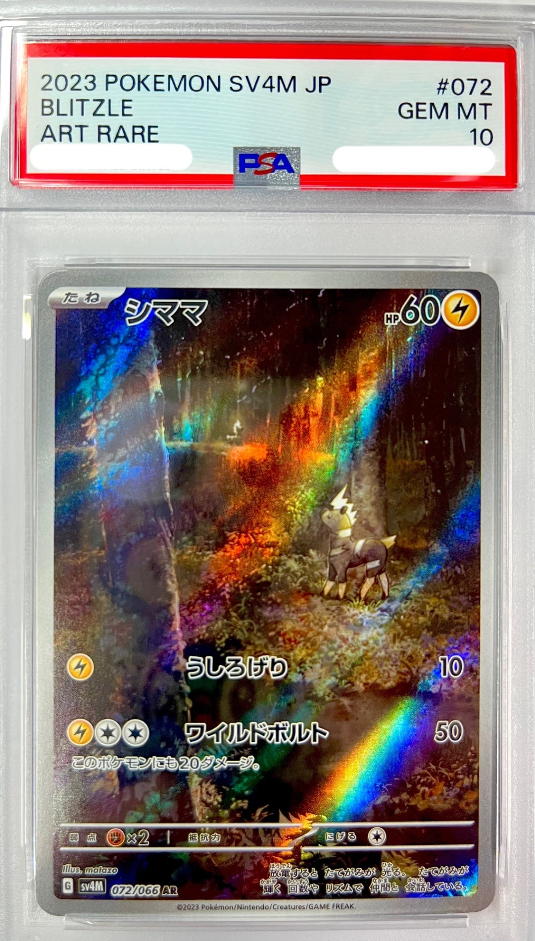 ★072/066/SV4M/B シママ 鑑定品